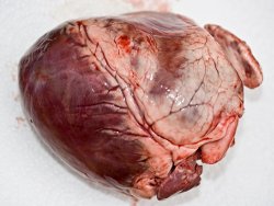 Как правильно варить свиное сердце?