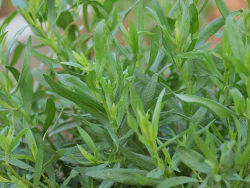Трава тархун - лечебные свойства и противопоказания