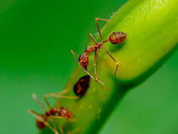 К чему снятся муравьи: в большом количестве, большие?