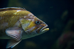 ryba-zhenschine